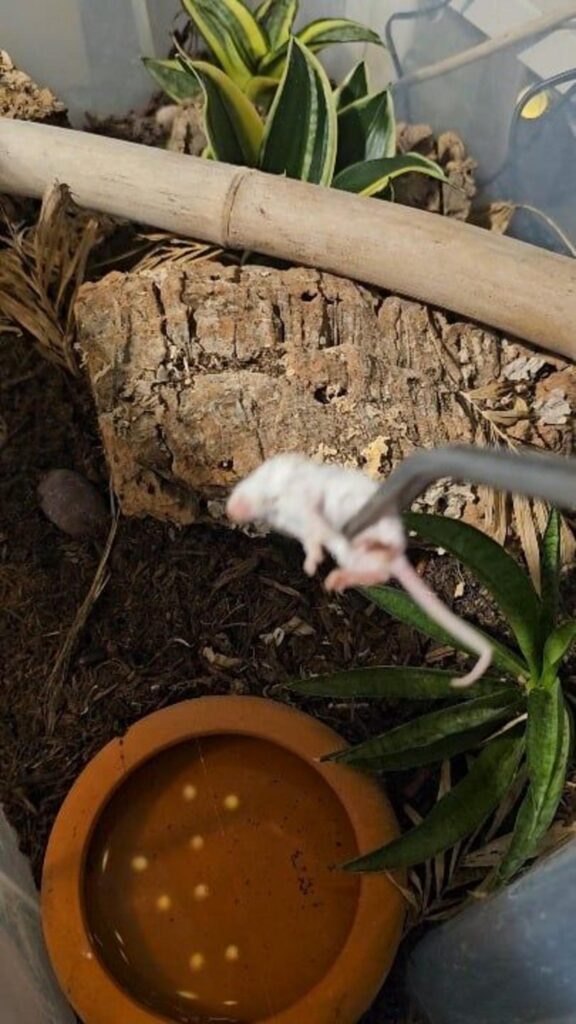 ピンセットで掴まれた白い子ネズミ