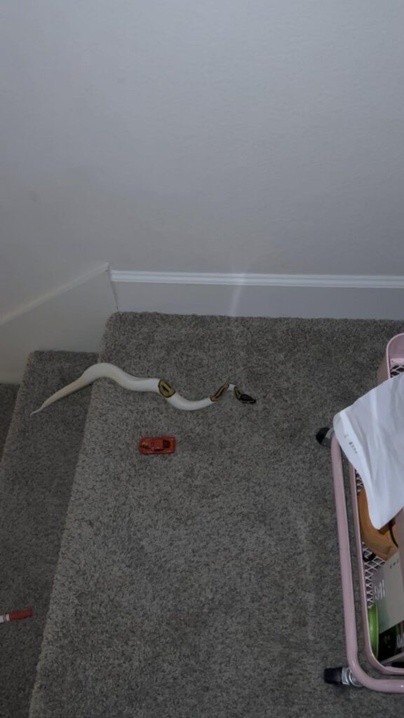 階段を這う白地に斑点模様のヘビ