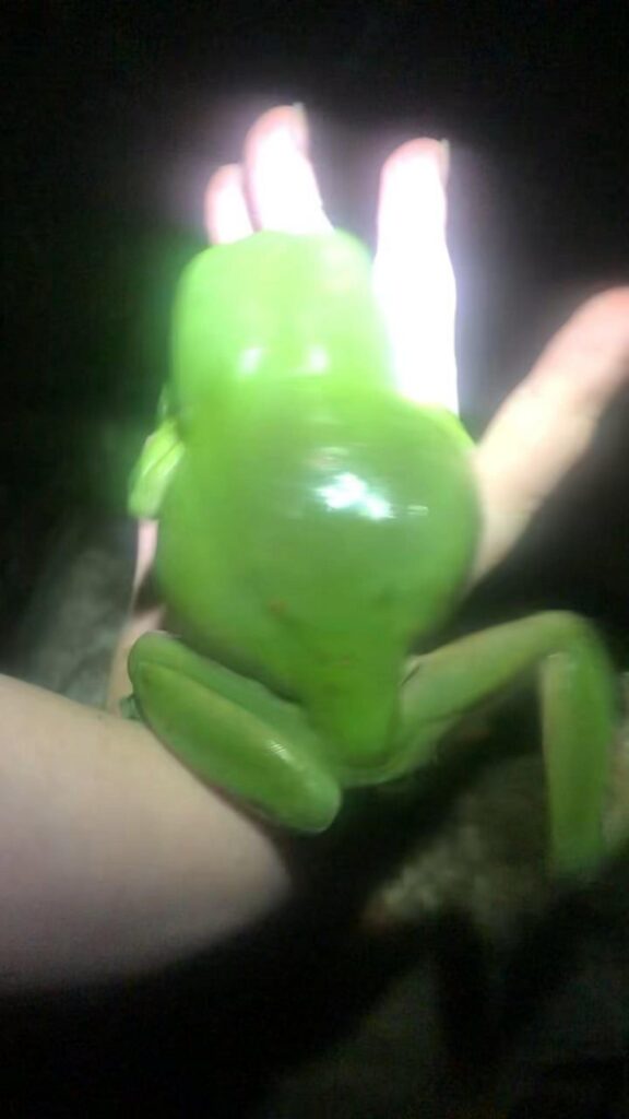 手の上に乗っている緑色のカエル