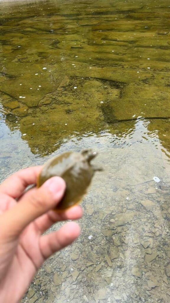 茶褐色のスッポンが手に持たれている