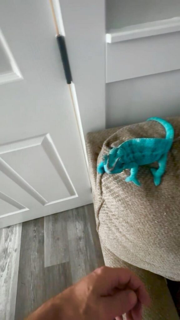 青いカメレオンがクッションの上で座っている