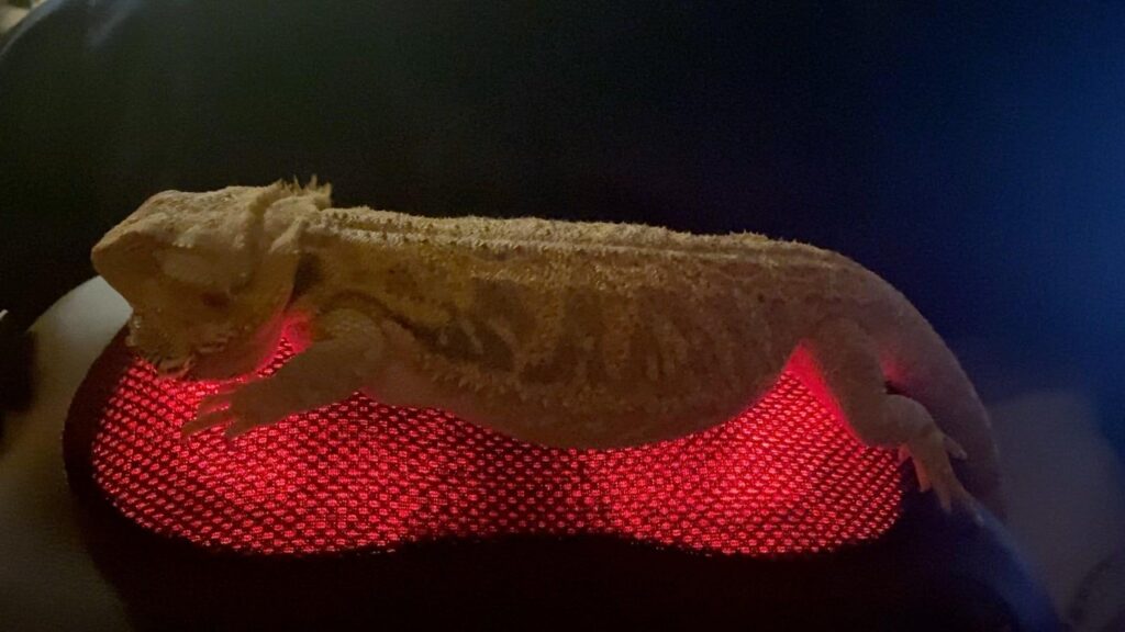 赤い光で休む黄色のフトアゴヒゲトカゲ