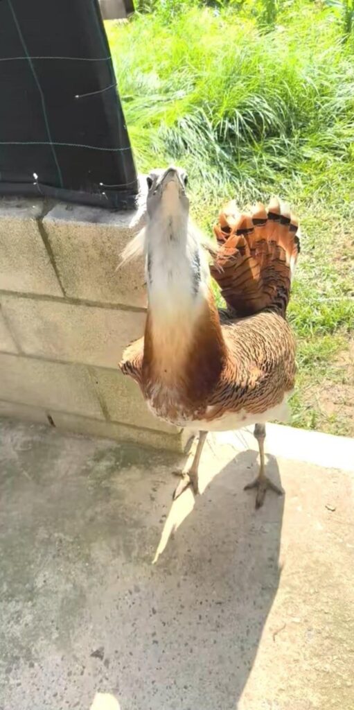 上を見上げる茶色と白のノガン