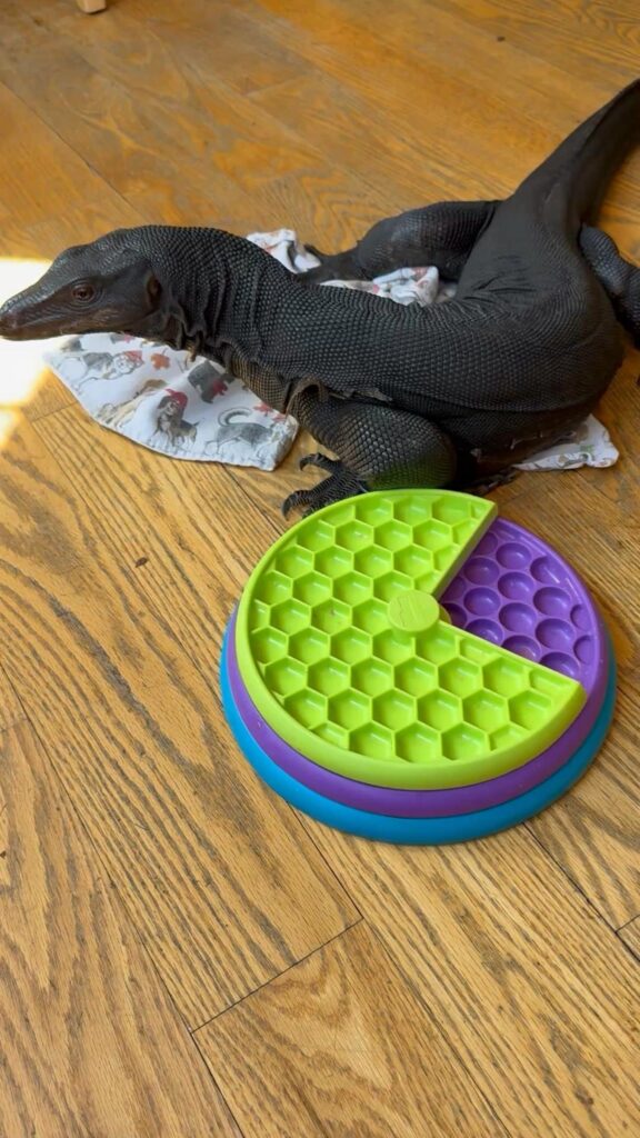 黒いオオトカゲが玩具を眺めている