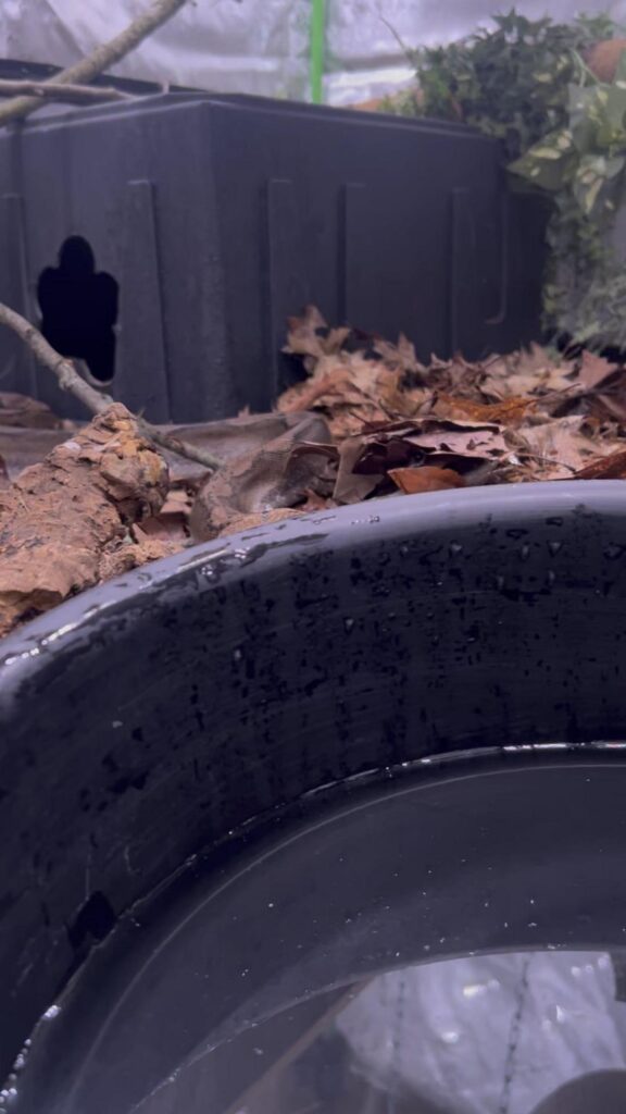 茶色のヘビが落ち葉の間で休んでいる