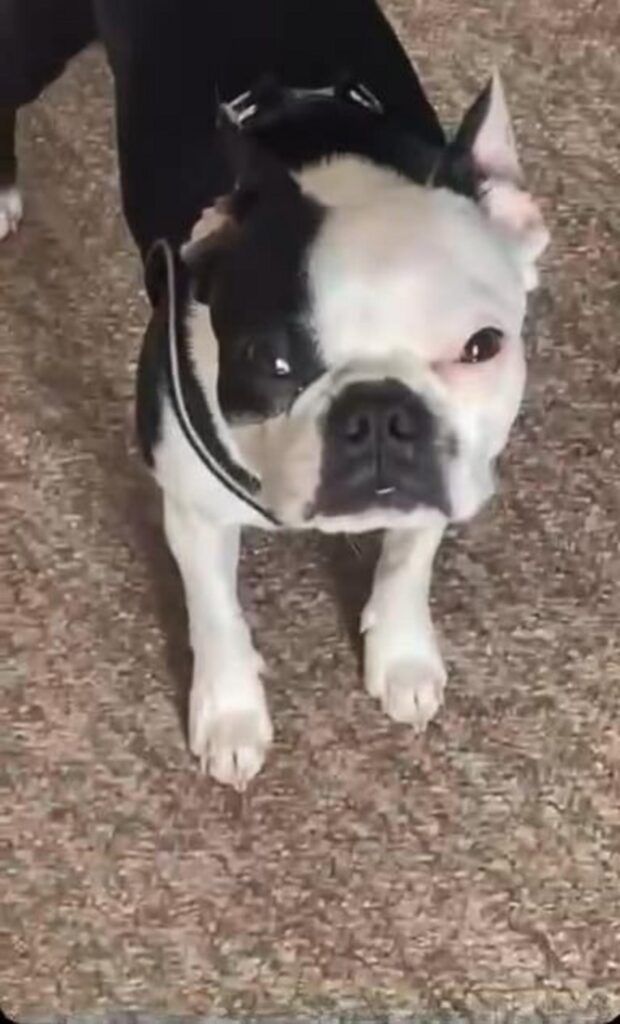 白黒のボストンテリアがこちらを見ている