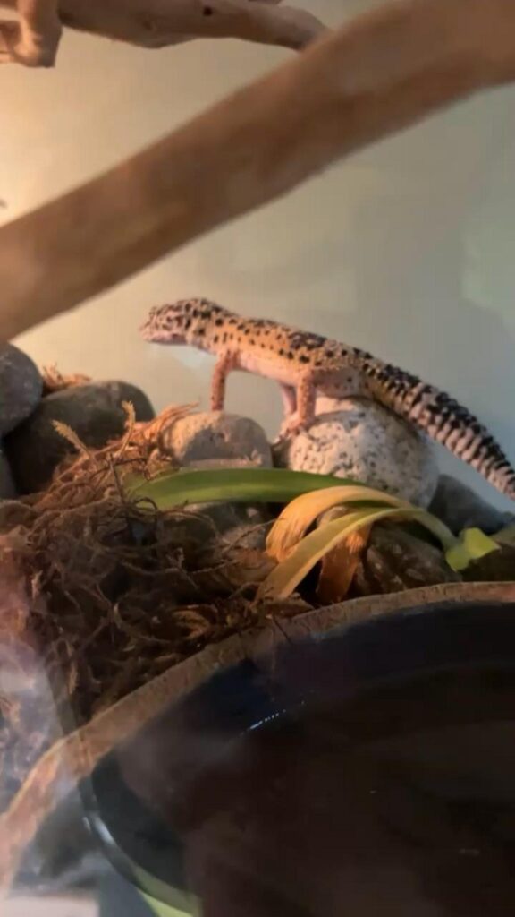 斑点模様のトカゲが岩の上で立っている