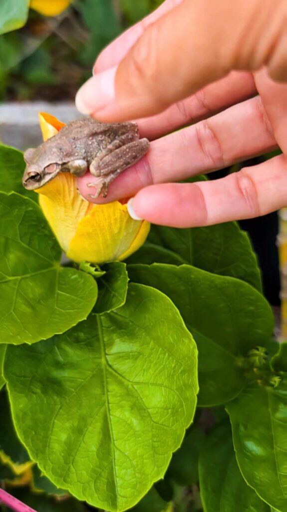 黄色い花の上で手に触れる茶色のカエル