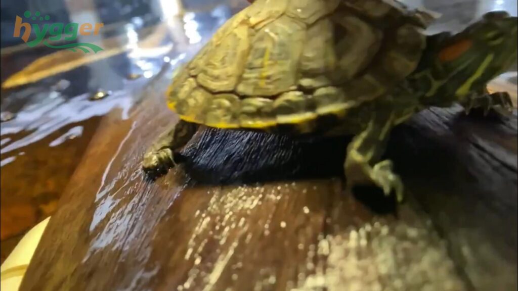 ブラシの上で休む黄緑色のカメ