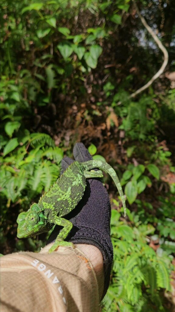 手の上を歩く緑色の斑模様のカメレオン