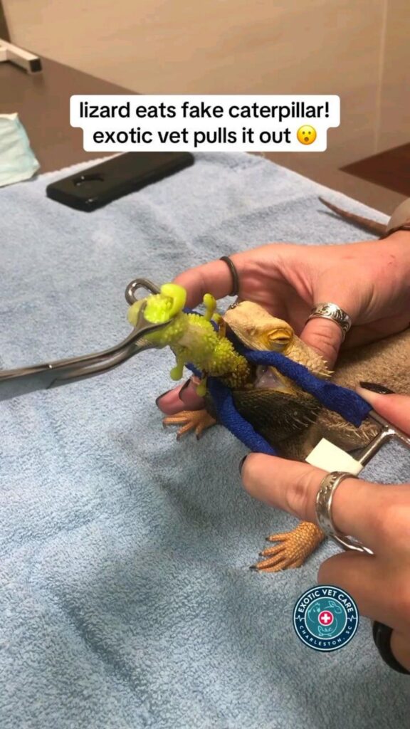 茶色のトカゲが偽の芋虫を口から出される