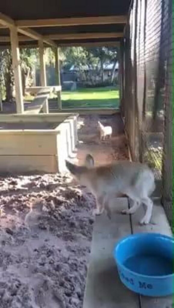 台の上を歩く茶色の狐と奥にいる白い狐