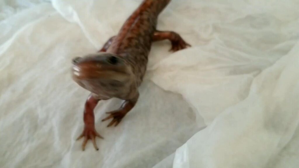 白い布の上を這う茶色のサンショウウオ