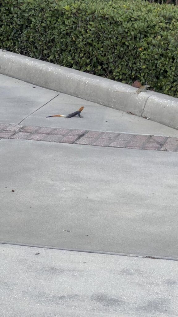 オレンジ色の頭をした青いトカゲが歩く