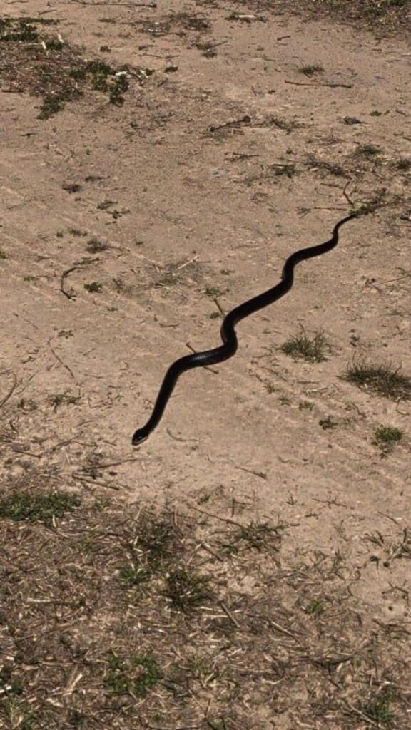 地面を這っている黒いヘビ