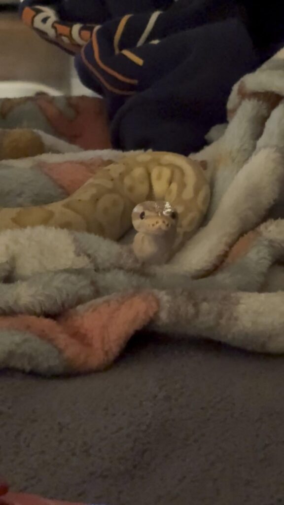 毛布の上で頭を上げている薄黄色のヘビ