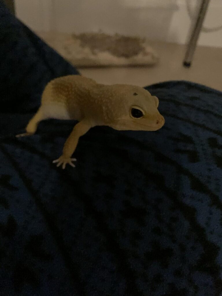 黄色いトカゲが青い布の上を歩いている