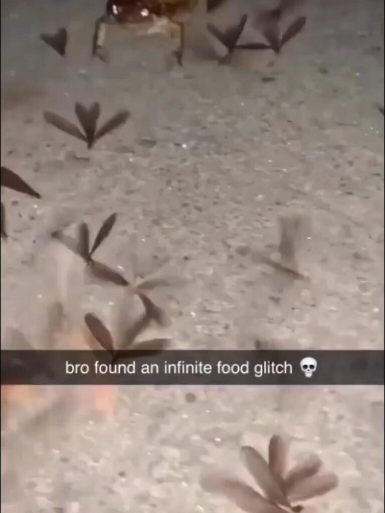 大量の羽虫を食べる茶色のカエル