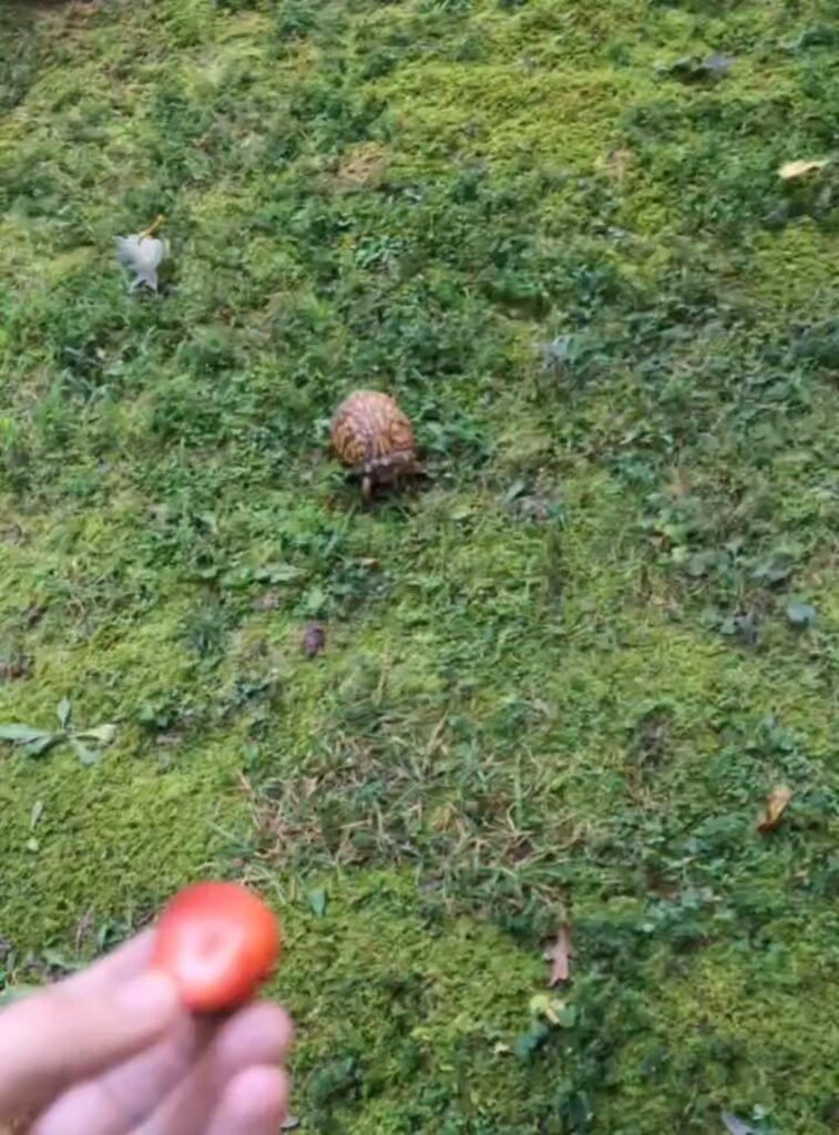 茶色い模様の亀が草地を歩いている