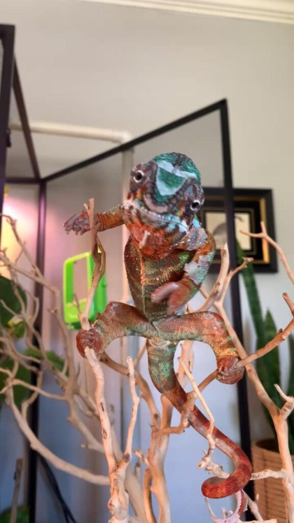 枝を登るカラフルなカメレオン