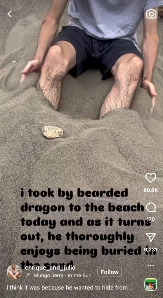 砂に埋まった薄茶色のフトアゴヒゲトカゲ