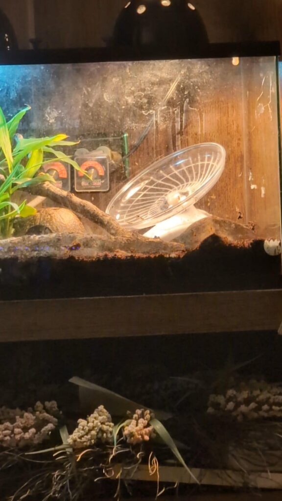 水槽内に回し車や植物が配置されている