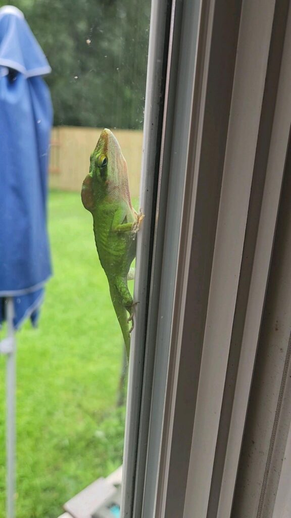 窓ガラスを登る緑色のトカゲ