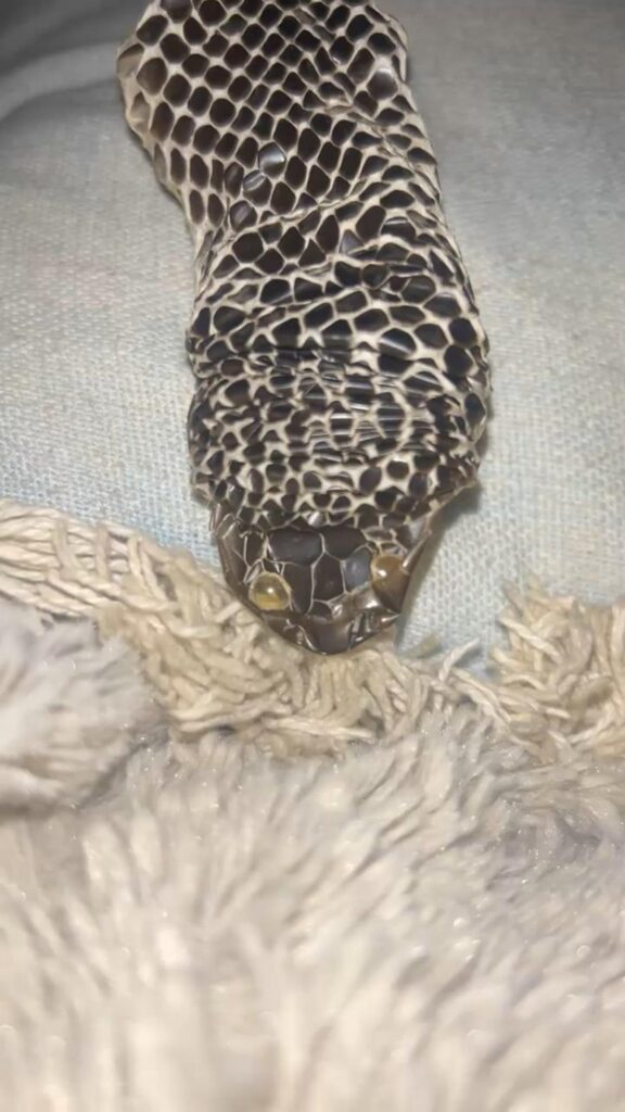 布の上にある黒白模様のヘビの抜け殻