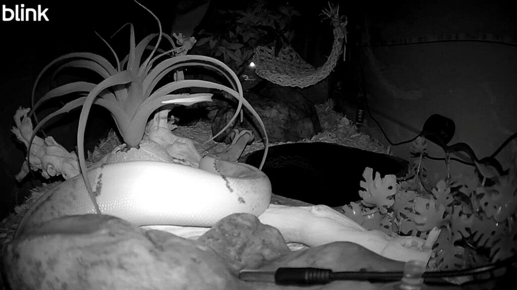 岩の上で休んでいる白いヘビ