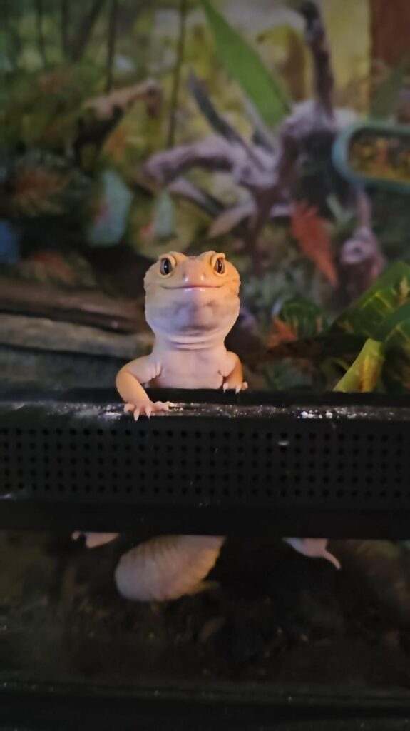 縁から身を乗り出す薄オレンジ色のヤモリ