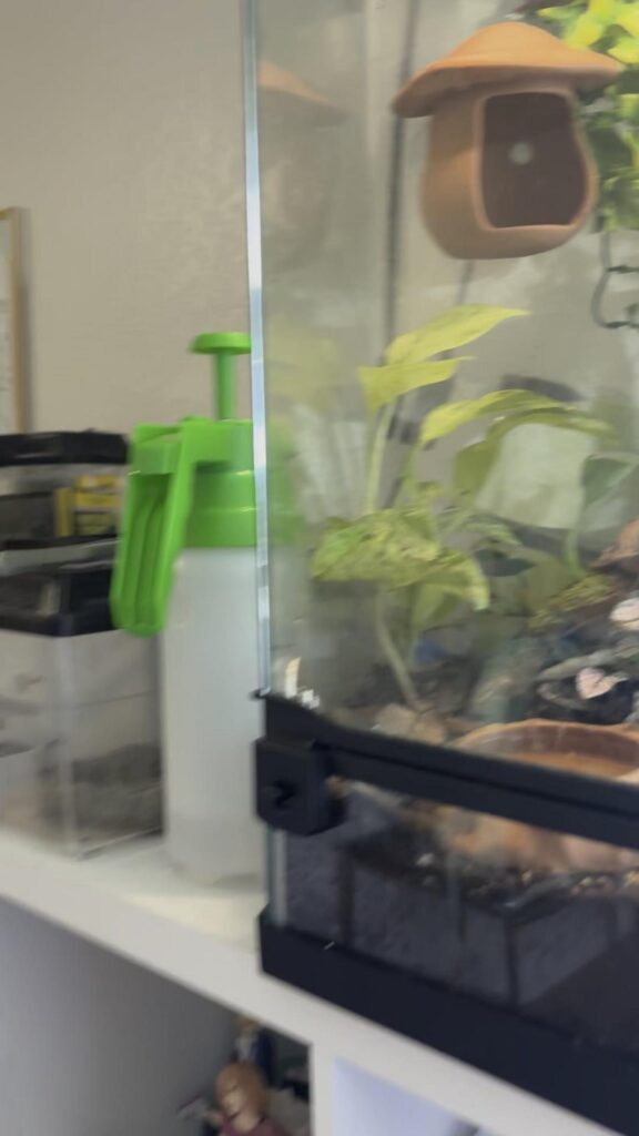 植物の入った飼育容器と緑の霧吹き器