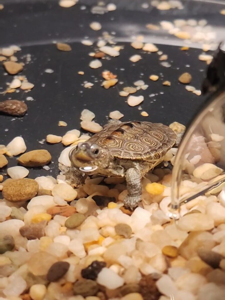 灰色と茶色の模様のカメが口を開けている