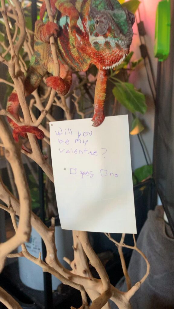 カラフルなカメレオンが手紙を持っている