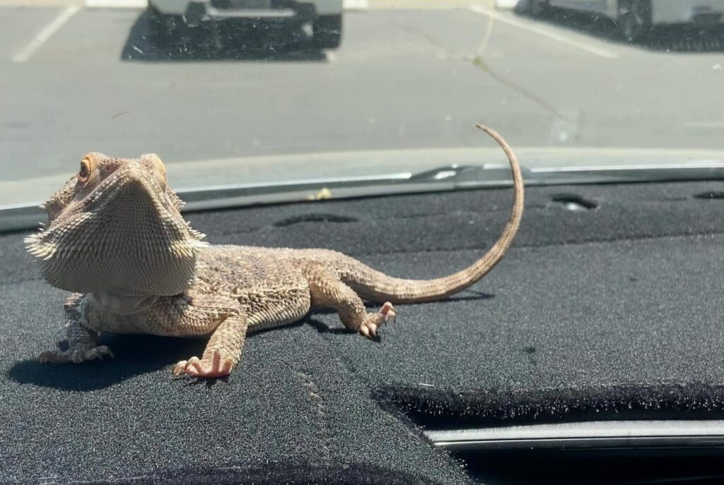 薄茶色のフトアゴヒゲトカゲが佇んでいる