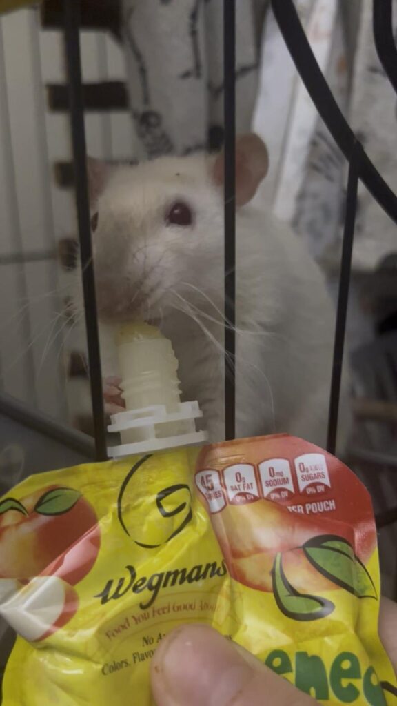 ゼリーを舐めている白いラット