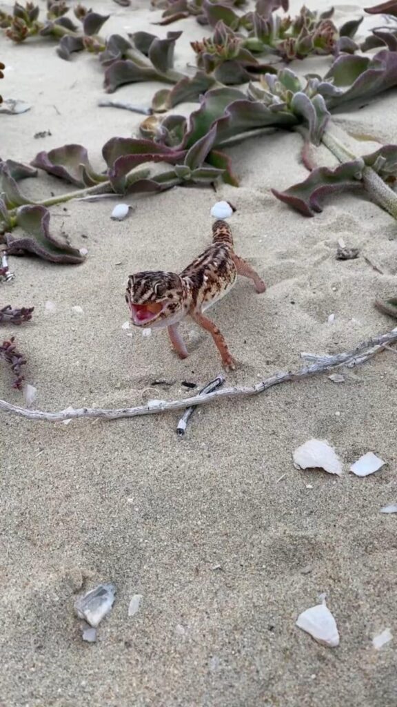 茶色い模様のヤモリが口を開けて威嚇する