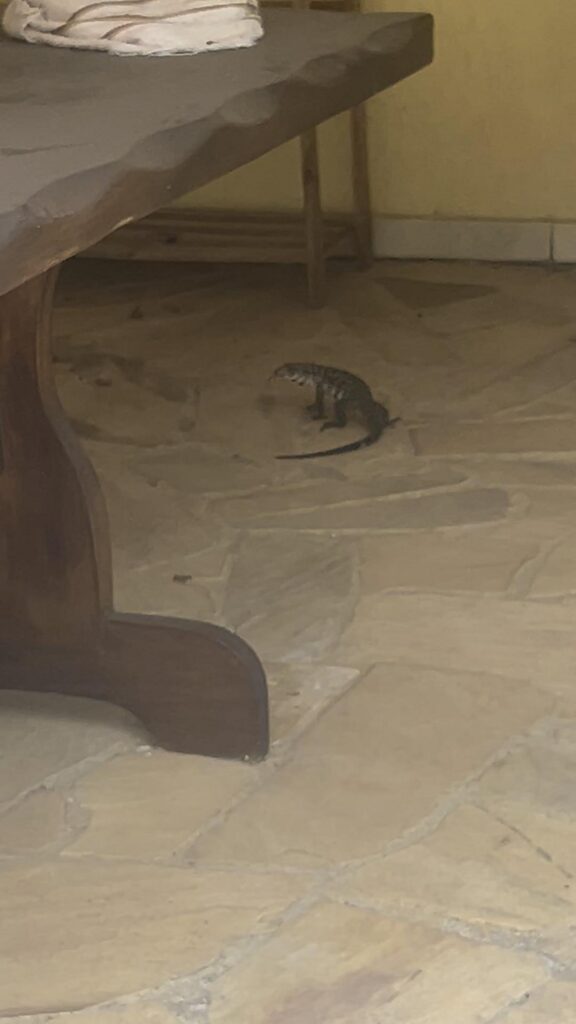 白黒模様のトカゲが床を歩いている