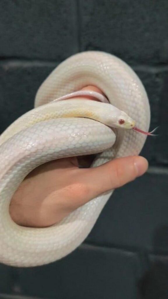 手の上の白いヘビが舌を出している