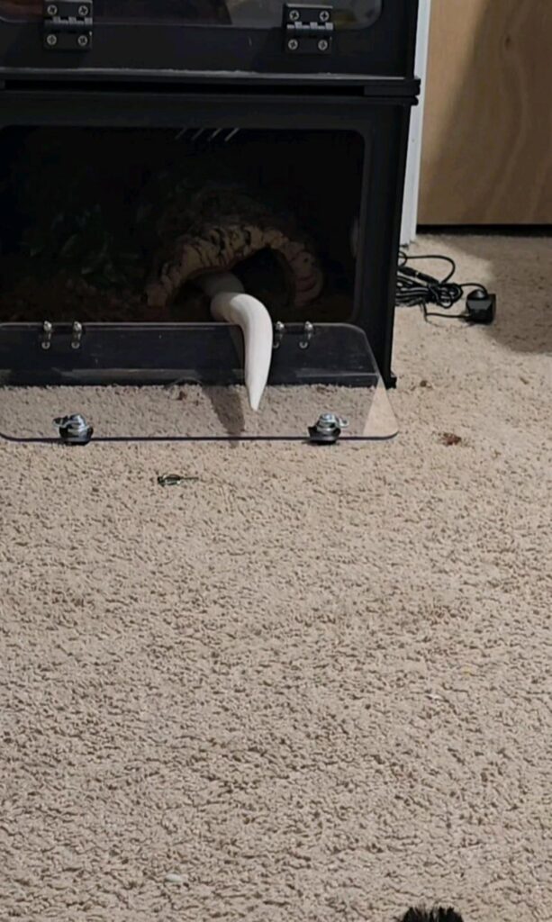 ケージから外へ出てくる白いヘビ