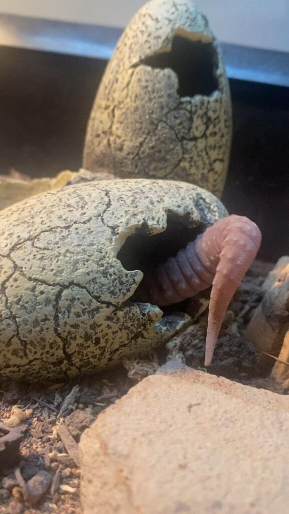 卵から尻尾を出しているピンクのトカゲ
