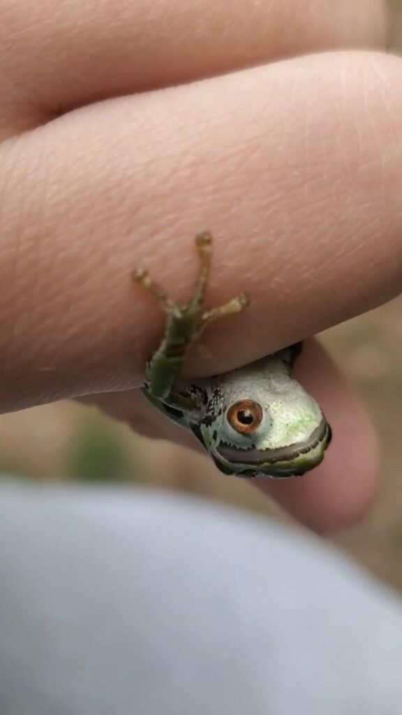 指に掴まる白と緑のアマガエル