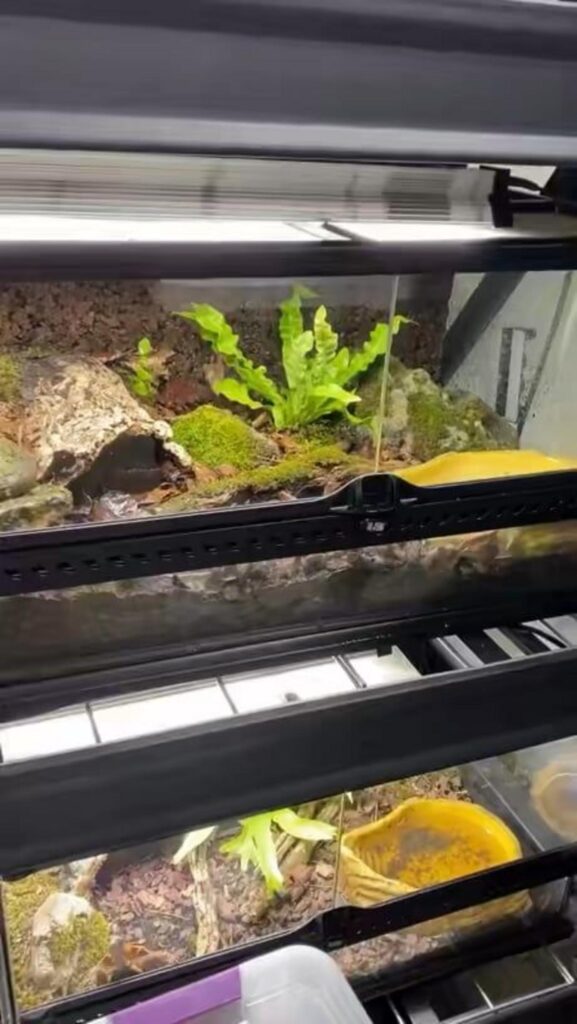 植物と黄色の器が並ぶ上下二段のケージ