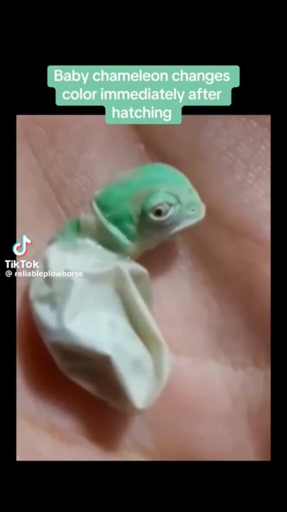 卵から孵化している緑色のカメレオン