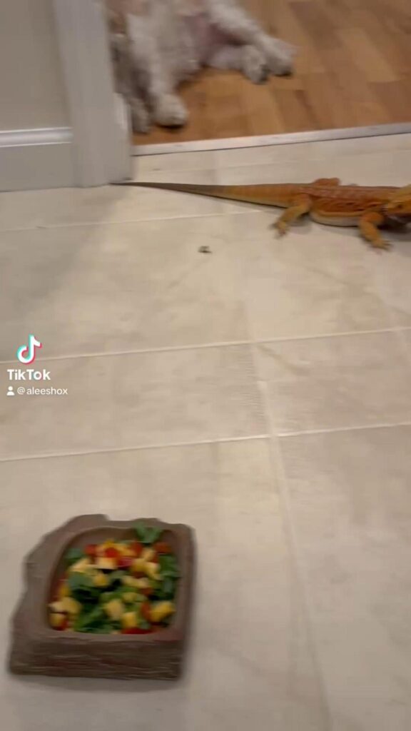 オレンジ色のトカゲが餌に向かって歩く