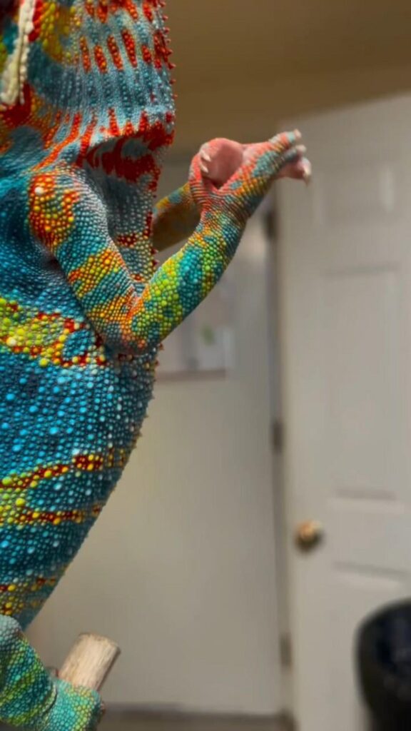 色鮮やかなカメレオンが前脚を伸ばしている