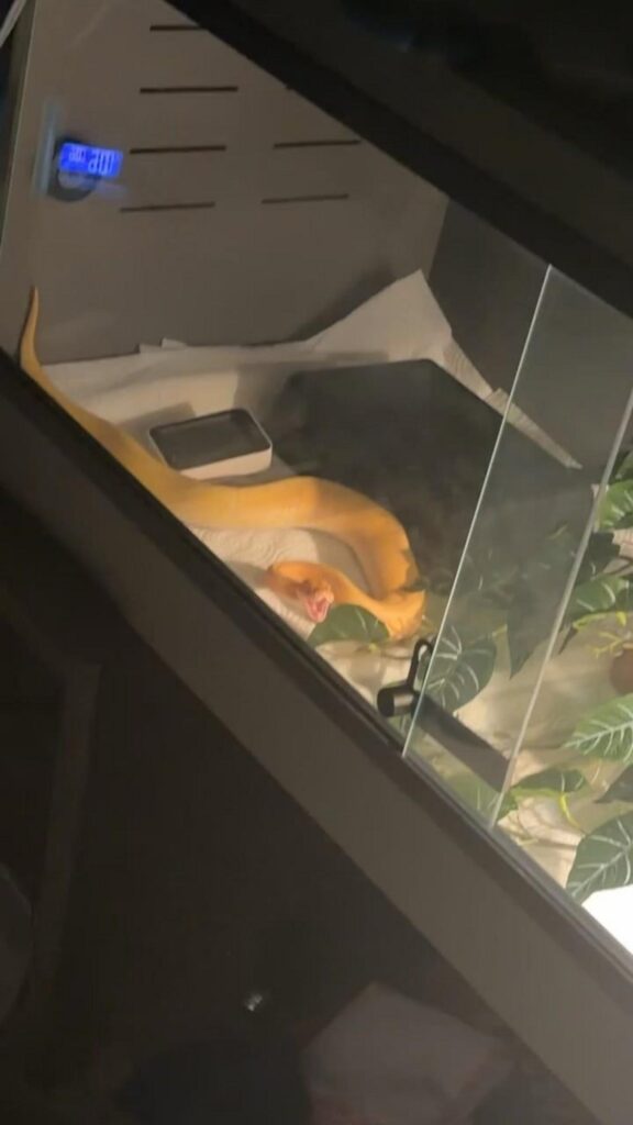 口を大きく開けている黄色いヘビ