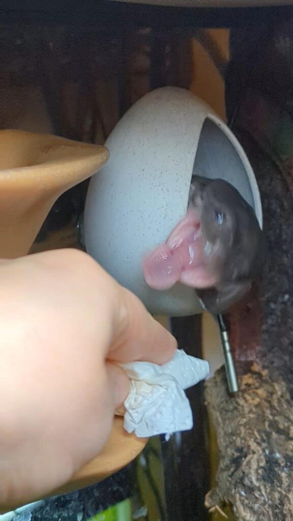 大口を開けてあくびをする黒いハムスター