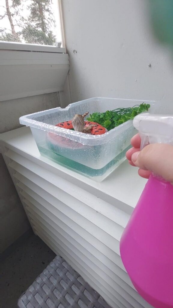 茶色のカエルが浮き輪の上で霧吹きされる