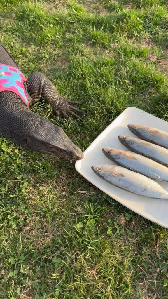 ピンクの服を着た黒いオオトカゲが魚を見る