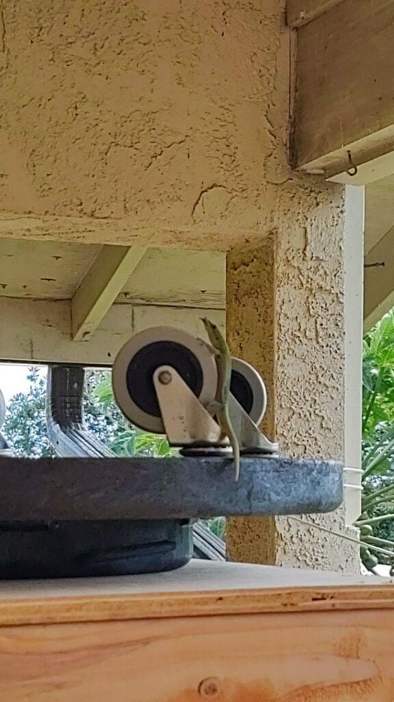 車輪に登る緑色のトカゲ